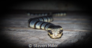 Such a bad reputation for these docile snakes by Steven Miller 